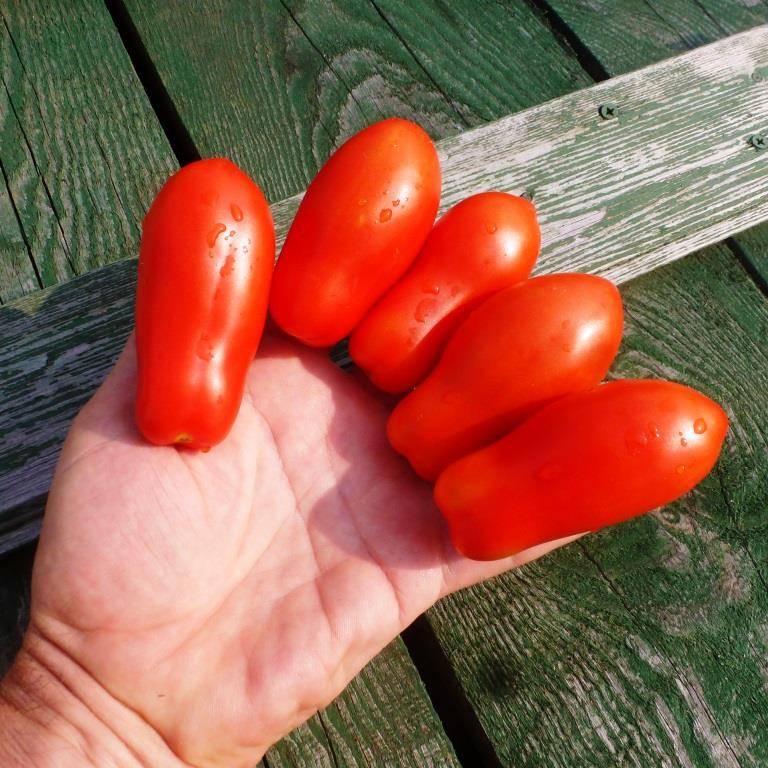 Томат дамские пальчики: особенности сорта, описание, урожайность, отзывы