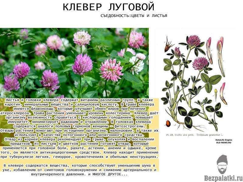 Клевер (лат. trifolium)