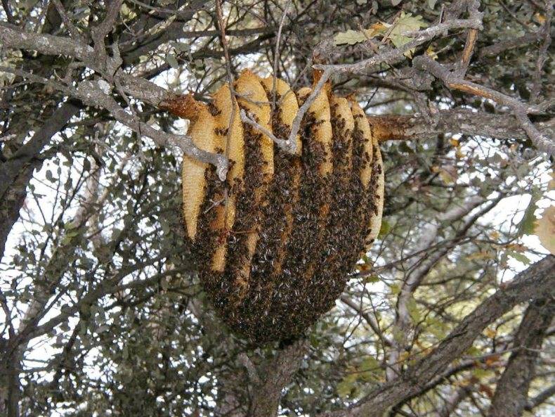 Как вывести пчел из деревянного дома и других мест