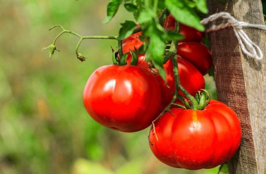 Чем подкормить помидоры после высадки в открытый грунт в 2021 году: сроки, лучшие средства. подкормка томатов после высадки в открытый грунт: обзор лучших средств