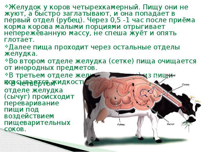 В желудке жвачных млекопитающих постоянно обитают. Желудок коровы строение отделы. Желудок коровы. Желудок крупного рогатого скота. Строение желудка у теленка.