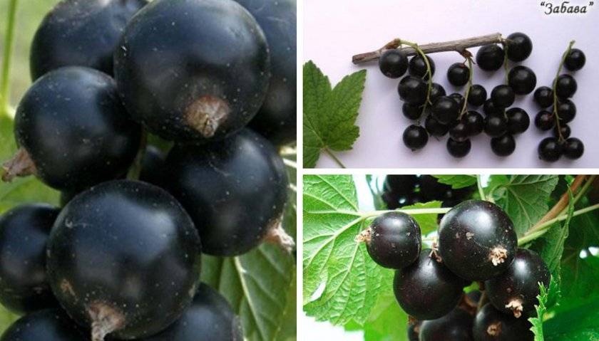Лучшие сорта смородины черной для Подмосковья: самые сладкие, крупноплодные