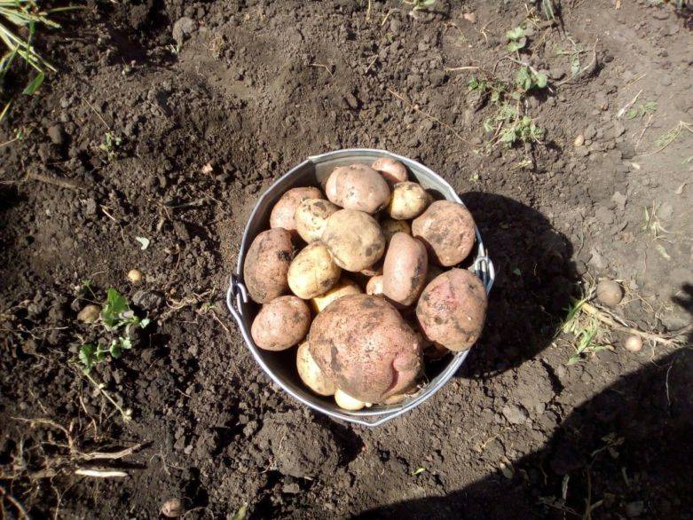 Как копать картошку, чтобы сохранить ее целой и невредимой: секреты опытных дачников