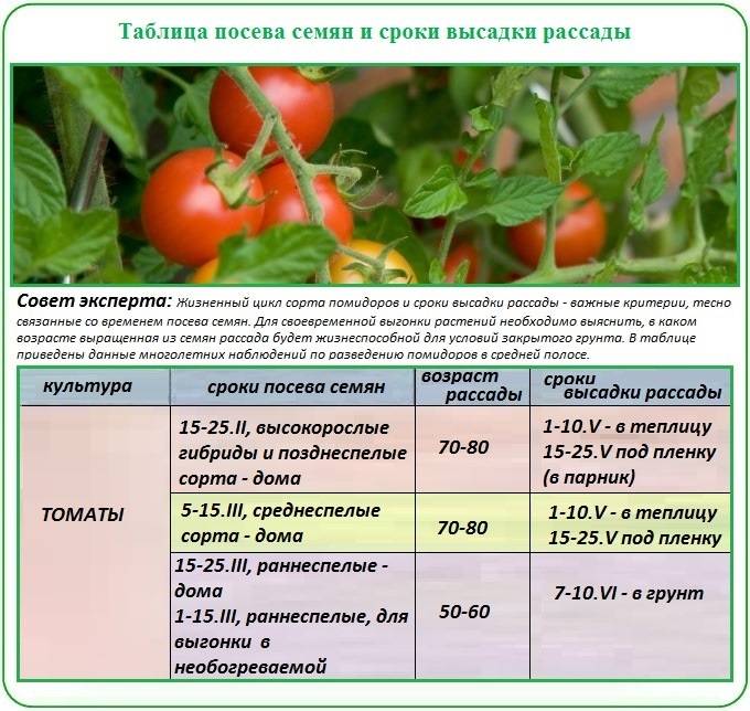 О посеве томатов на рассаду: когда сажать семена помидор, высадка в марте