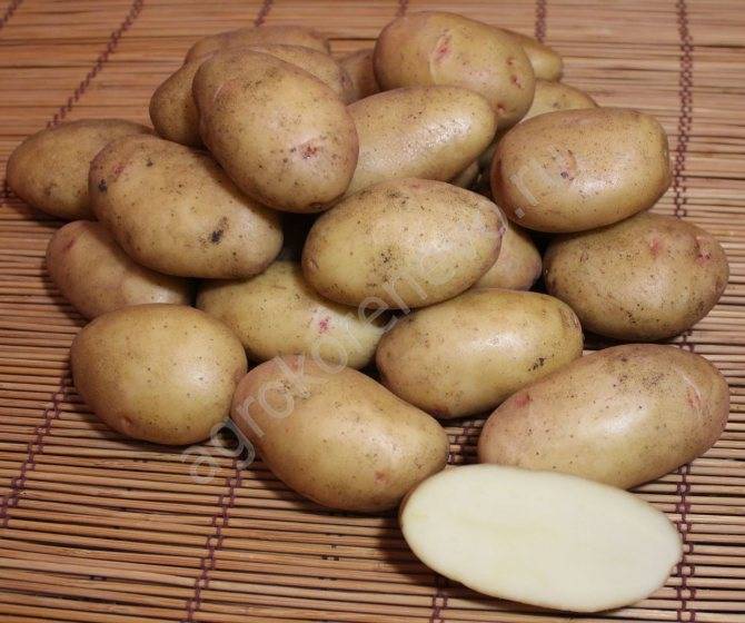 Сорт картофеля «никулинский» характеристика, описание, урожайность, отзывы и фото