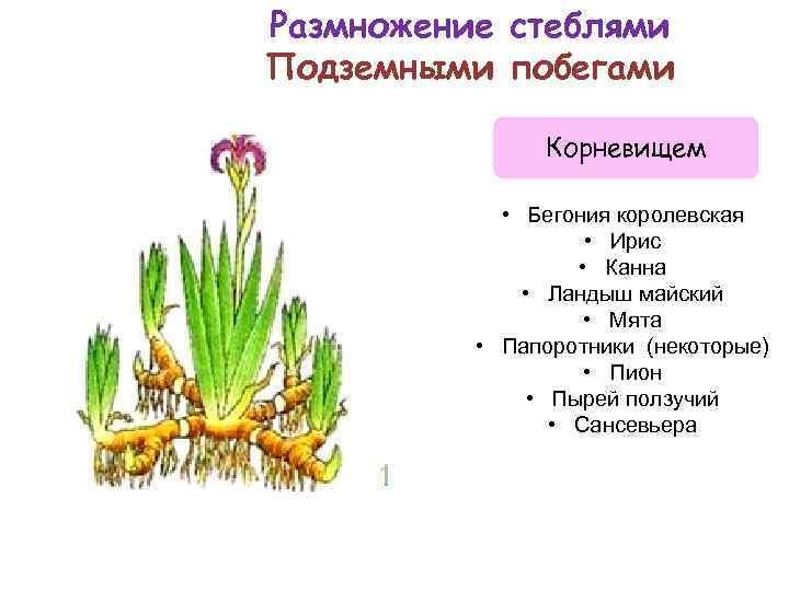 Размножение ирисов: семенами, делением куста, как размножаются ирисы, когда делить корневищем