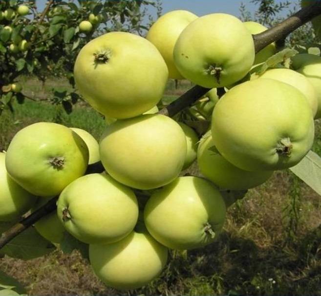 Сорт яблони горнист – описание, фото