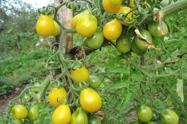 Томат вишня желтая (золотая): характеристика и описание сорта, урожайность с фото
