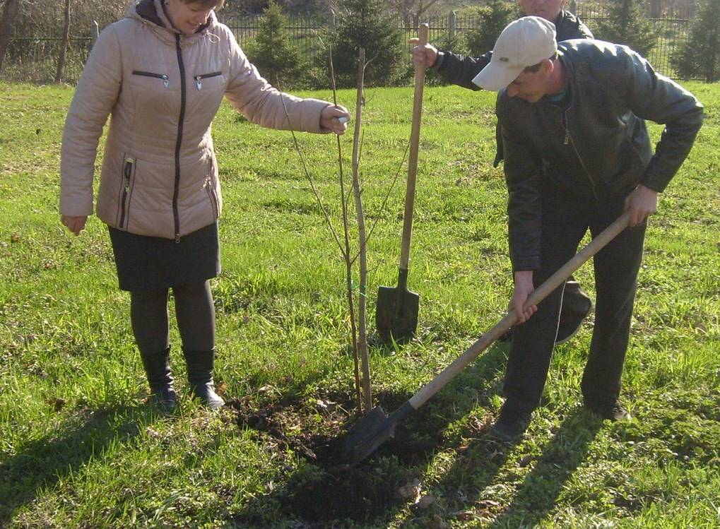 Посадка яблони весной в ленинградской области: пошаговая инструкция