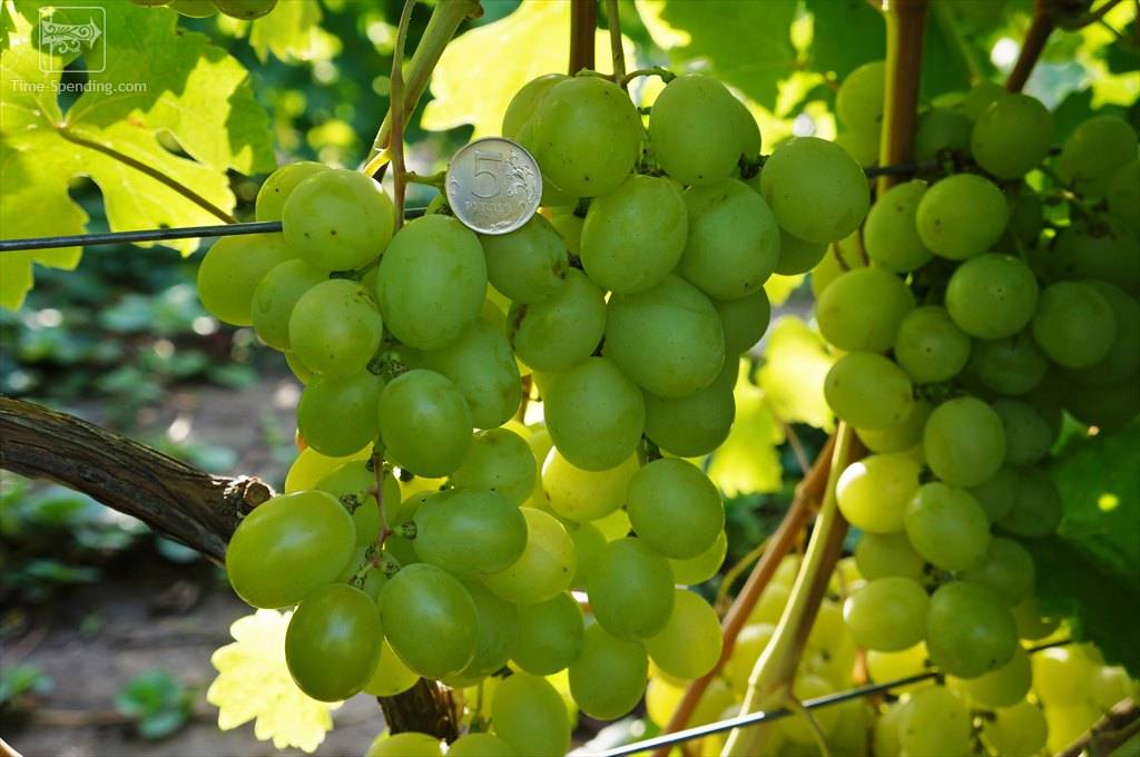 Виноград кеша: условия посадки и выращивания, правила подготовки к зиме, профилактика болезней и средства  защиты винограда от вредителей.