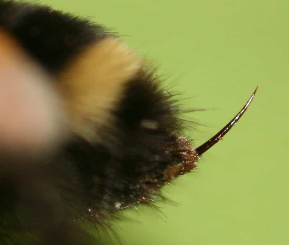 Что делать если покусала (ужалила) пчела или шмель?