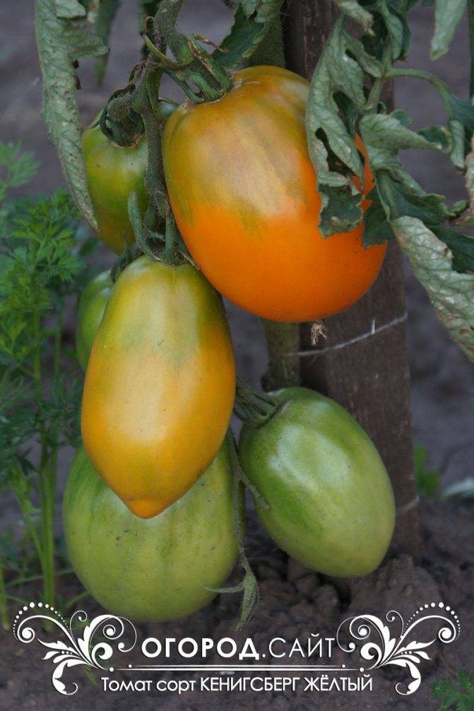 На любой вкус и цвет: урожайный сорт помидоров кенигсберг