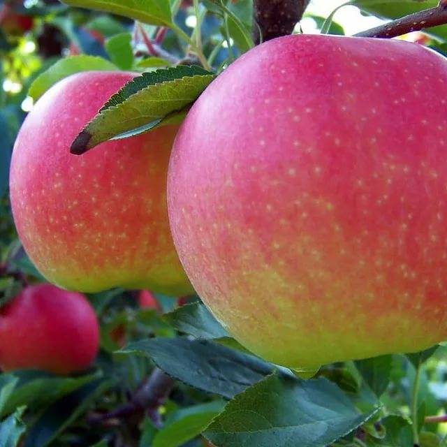 Описание и тонкости выращивания яблони сорта юбиляр