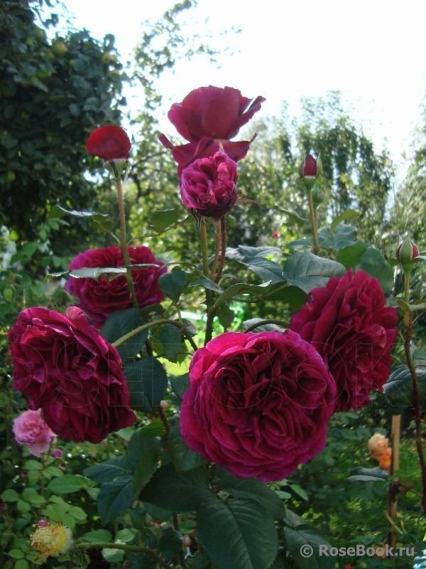 Роза осирия (osiria)