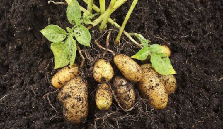 Картофель "тоскана": описание сорта и фото материалы, характеристики и питательная ценность корнеплода русский фермер