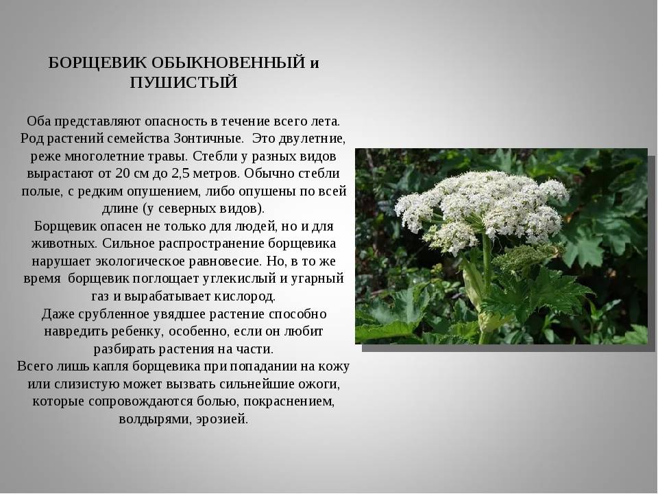 Борщевик сосновского - растение и его фото, ядовитый сорняк в россии