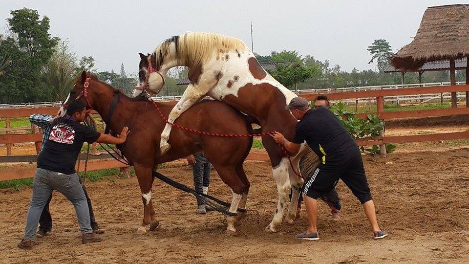 Как выводят породы лошадей | конный портал