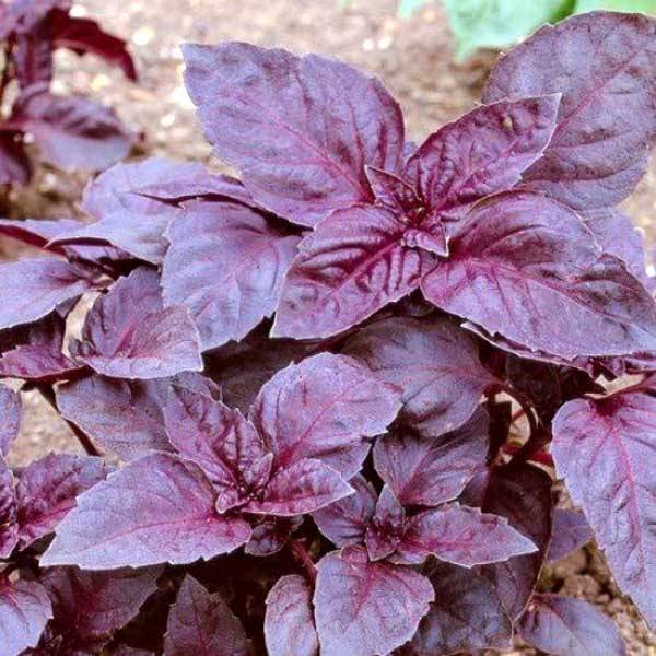 Выращиваем царскую траву — фиолетовый базилик: секреты, тонкости, нюансы