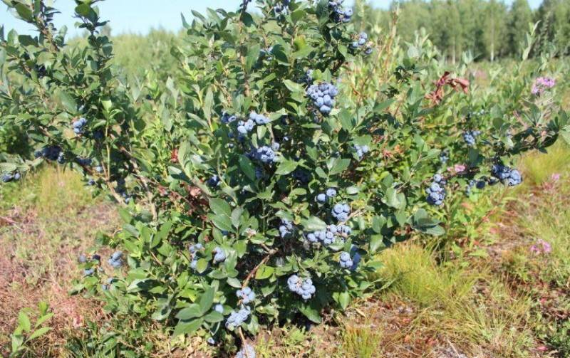 Голубика садовая «дюк»: описание сорта