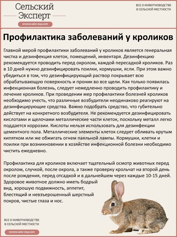 Можно ли кроликам лопух: информация для кроликовода