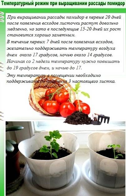 Сколько градусов мороза выдерживает капуста на корню. способы защиты растений от заморозков. | дачная жизнь