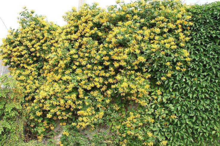 Жимолость брауна вечнозелёная бланш сэндмэн: описание сорта, посадка и уход, время цветения, фото