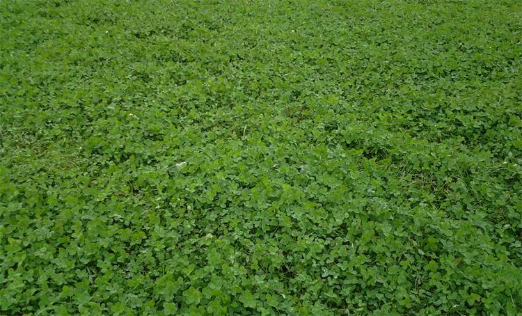 Клеверный газон: выбор сорта, когда сеять, как ухаживать. стоит ли сажать газон из клевера, его плюсы и минусы. фото.