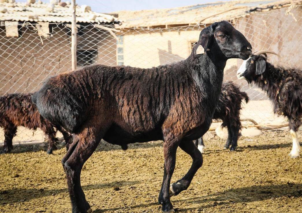 Гиссарская порода овец: описание и характеристика