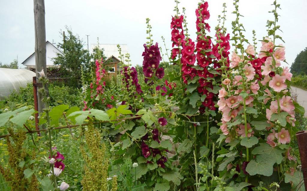 Шток-роза: выращивание из семян, когда сажать, особенности полива, советы опытных садоводов