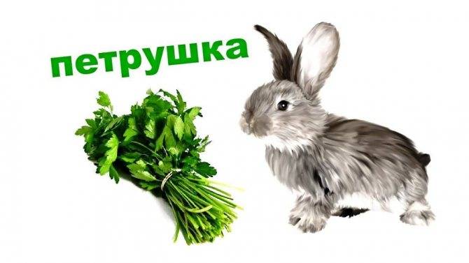 ✅ можно ли кроликам укроп - усадьбанатали.рф