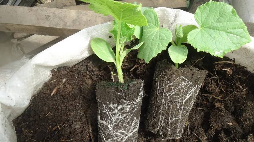 Рассада огурцов: выращивание в домашних условиях, когда сажать, как посеять — как сажать огурцы на рассаду в домашних условиях — про огород