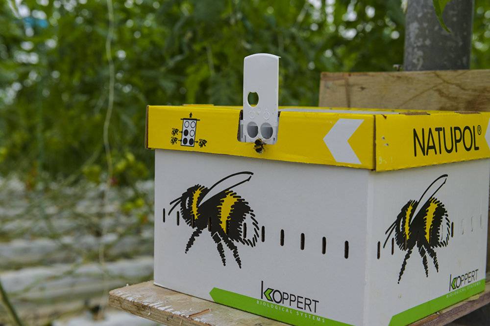 Разведение пчел в домашних условиях для начинающих, с чего начать?