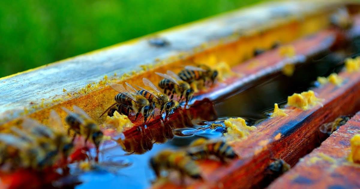 Подкормка пчел сиропом осенью
