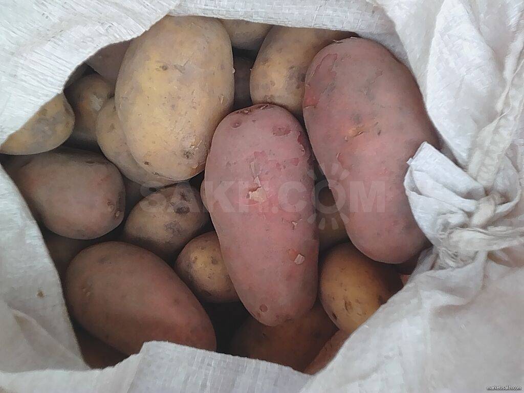 Картофель сорта родриго