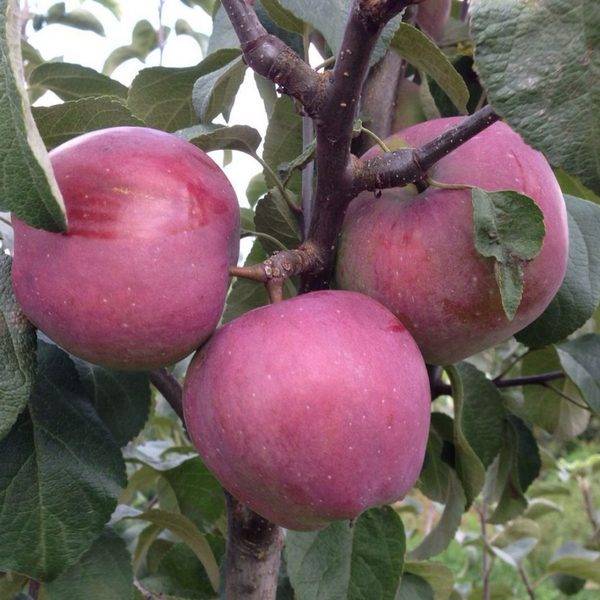 Яблоня алеся: особенности сорта и ухода