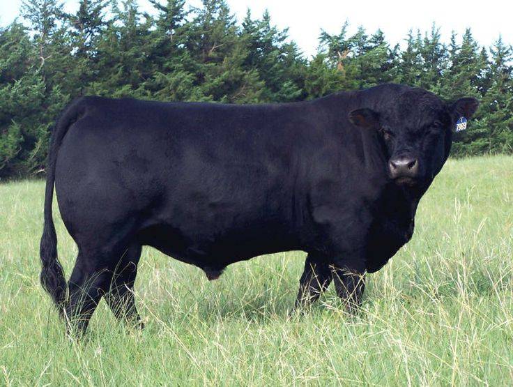 Абердин-ангус: порода коров черный ангус, что такое мраморная говядина, как готовить мраморную говядину