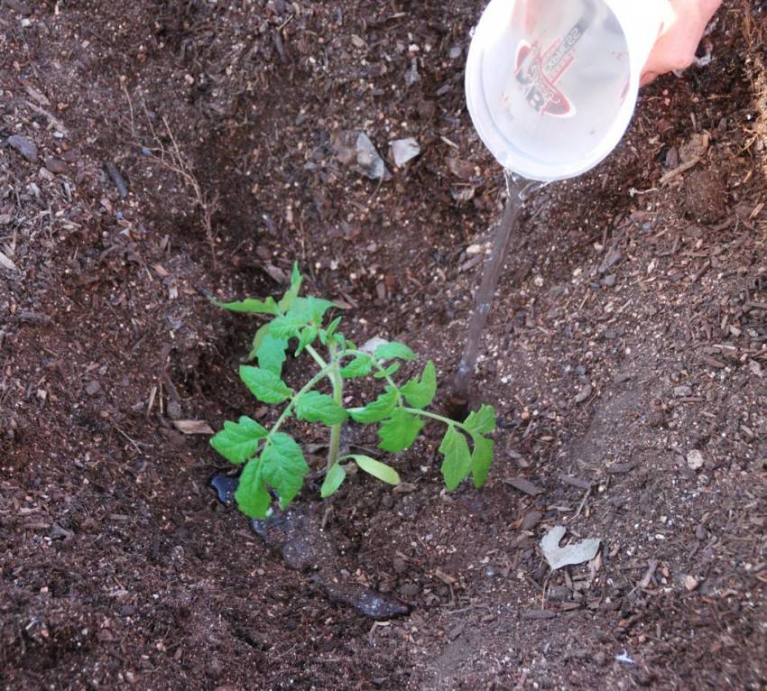 Как поливать томаты в отрытом грунте, норма и частота полива