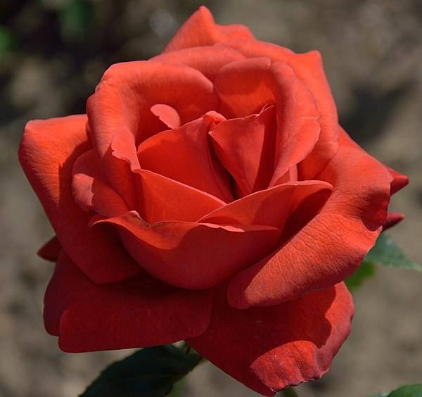 ✅ роза терракота фото и описание и уход - питомник46.рф