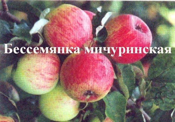Яблоня бессемянка мичуринская: описание, фото, отзывы