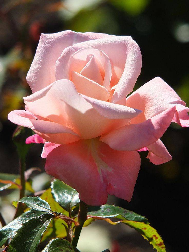 Чайная роза - 125 фото благоустройства и озеленения при помощи кустов розы