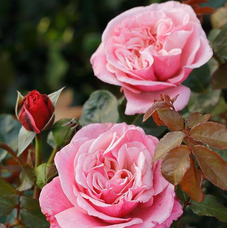 Сорта розы ругозы (описание и фото популярных культиваров)