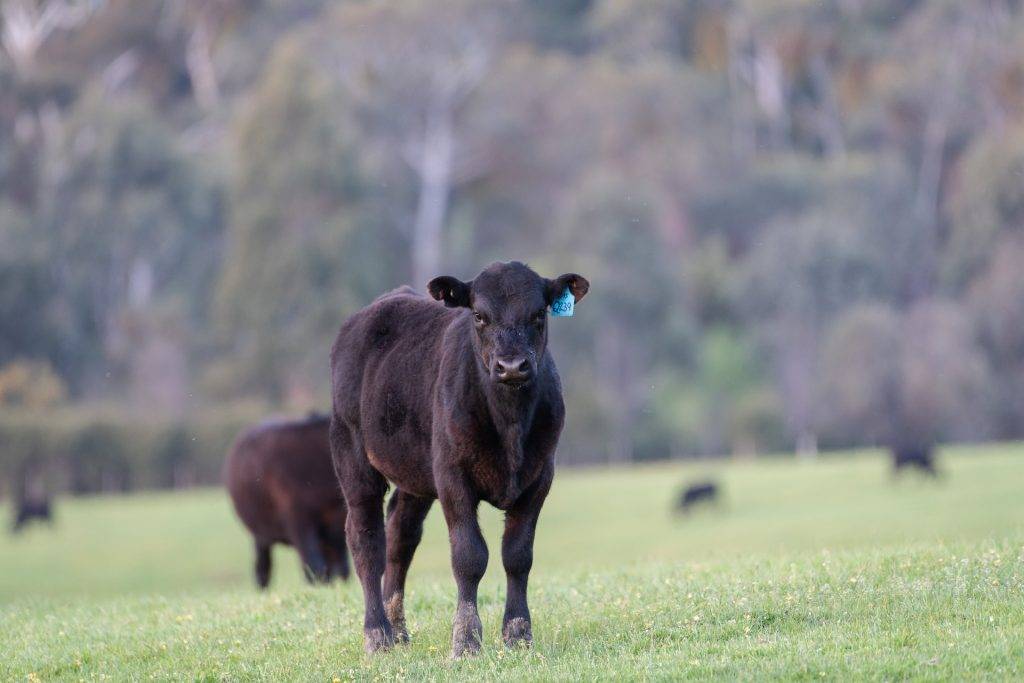 Коровы и быки абердин ангусской породы