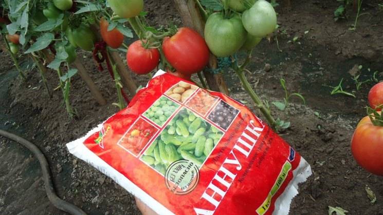 Чем подкормить помидоры после высадки в грунт в 2021 году