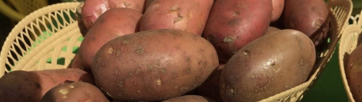 Сорт картофеля ажур: характеристика и описание сорта, фото, отзывы