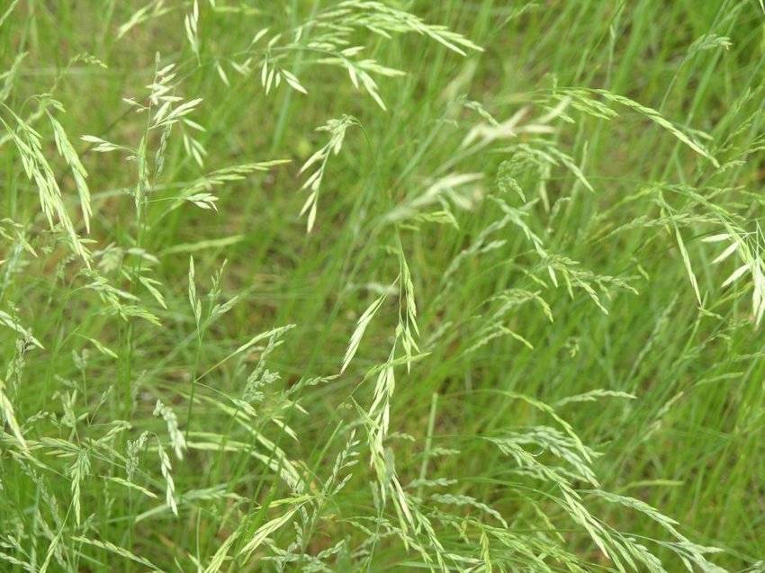 Овсяница луговая, особенности использования травы в газонном дизайне