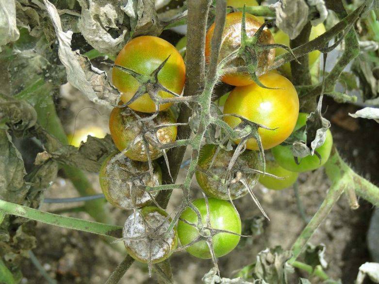 Болезни томатов в теплице: полный перечень возможных заболеваний