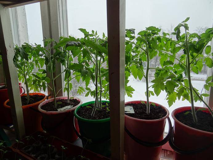 3 рецепта народных стимуляторов роста для томатов и огурцов