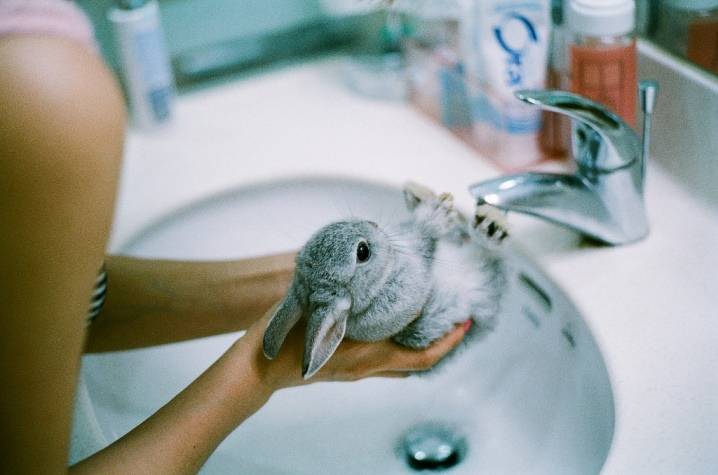 Можно ли мыть декоративных кроликов?