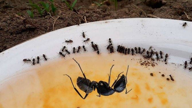 Как избавиться от муравьев в теплице6 народные методы и не только