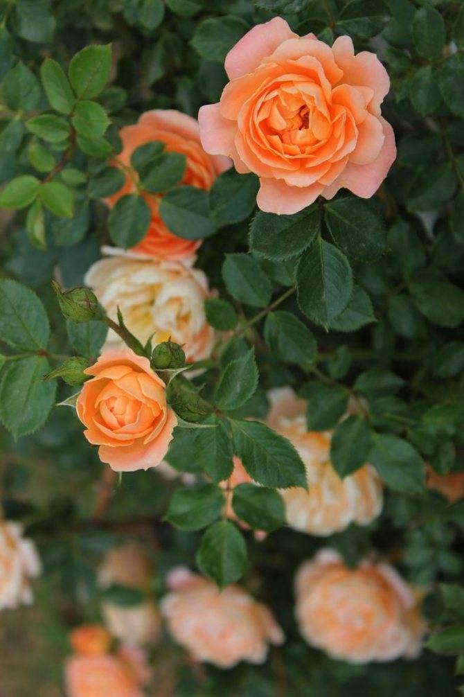 Чайная роза — сорта, высадка, секреты ухода, домашние виды (101 фото + видео)